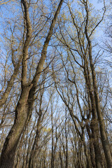 Fototapeta premium Looking Upward into Fresh Spring Oak Forest Canopy under Clear Blue Sky, Springtime Woods