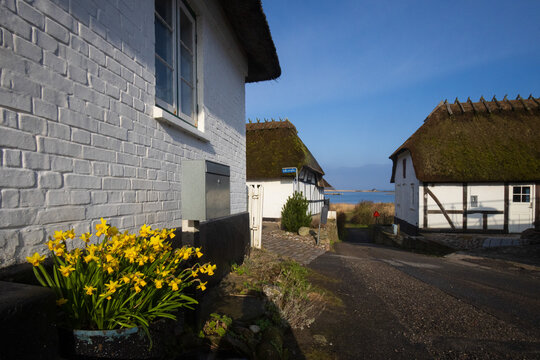 Historisches Fischerdorf Thorohuse mit alten Reetdachh&auml;usern und bl&uuml;henden Narzissen im Fr&uuml;hling.