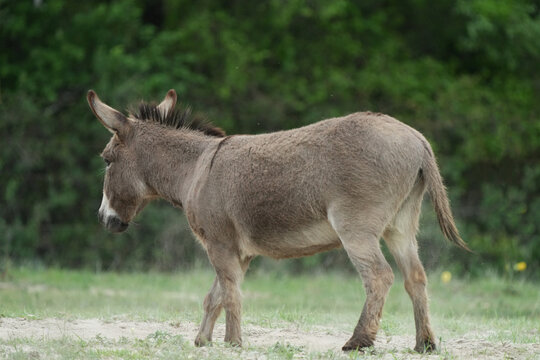 Mini donkey walking through Texas farm field in spring season closeup with blurred background.