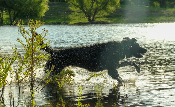 Dog in action running through shallow water closeup outdoors, active pet lifestyle banner.