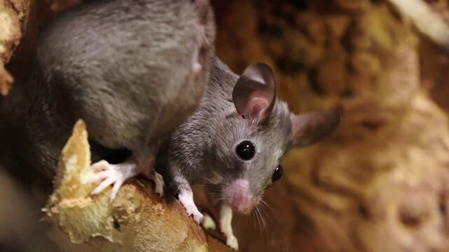 Small gray rodent with large ears and whiskers climbs on textured wood, exploring its natural habitat in a close-up view with detailed features