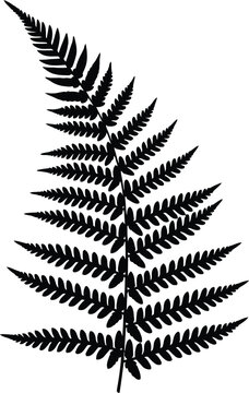 Detailed Silhouette of a Delicate Fern Frond.