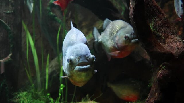 Two piranhas navigate through a rich underwater habitat filled with green plants and rocks, highlighting their swimming behavior and interaction