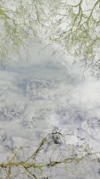 reflections of trees in running water, slow motion