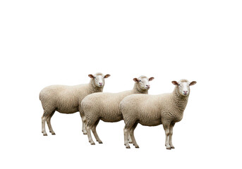 Fototapeta premium Three fluffy sheep with thick woolly coats standing together in a row on a farm pasture. isolated on transparent background