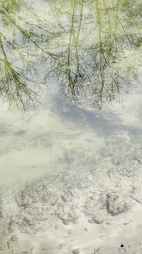 reflections of trees in running water, slow motion