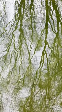 reflections of trees in running water, slow motion