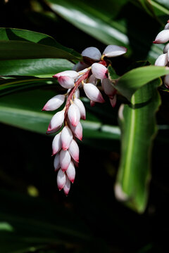 Shell ginger (Alpinia zerumbet) flowers in tropical garden
南国の植物・月桃（ゲットウ）の花のクローズアップ