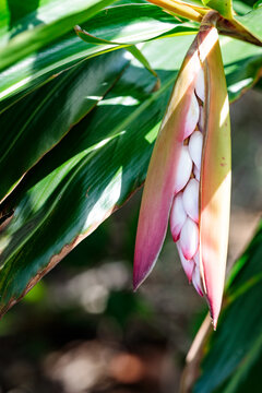 Shell ginger (Alpinia zerumbet) flowers in tropical garden
南国の植物・月桃（ゲットウ）の花のクローズアップ