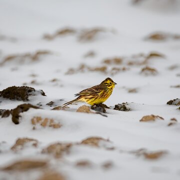 Yellowhammer (Emberiza citrinella) in winter.