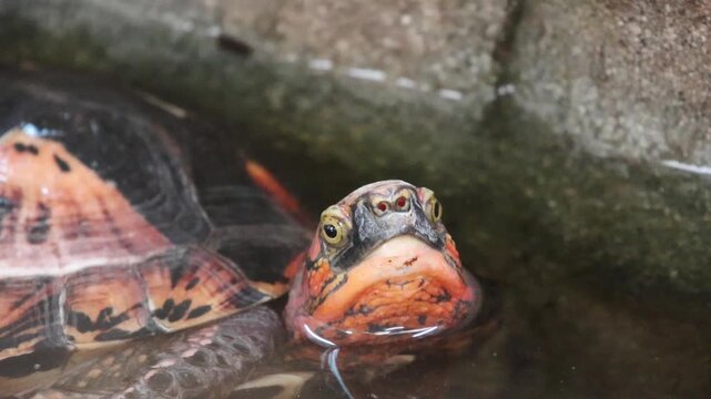 Turtle surfaces in water, revealing intricate shell patterns and facial details, with stones and a natural environment enhancing the serene atmosphere
