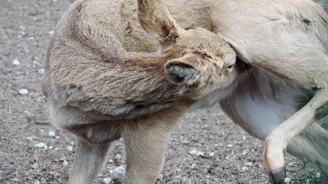 Asian deer engages in self-grooming by licking its hindquarters in a natural environment with dirt and small pebbles surrounding it