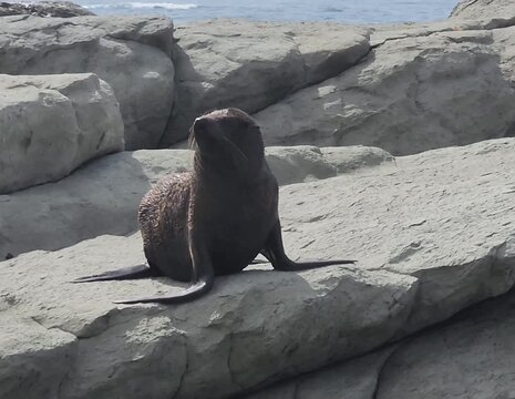 Kaikoura, New Zealand &mdash; Wild Fur Seal Resting on Coastal Rocks by the Ocean. A wildlife scene in Kaikoura, New Zealand, showing a fur seal resting on light‑coloured coastal rocks beside the ocean. 
