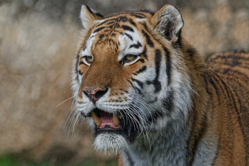 Tiger Portrait © Martin