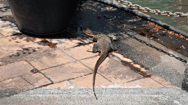 Monitor lizard drinking water from puddle on stone tiles during hot weather. Asian water monitor, Varanus salvator, urban wildlife behavior near canal, nature documentary style.