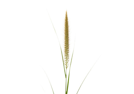Green grass plant with long thin leaves and brown seed head isolated on transparent background