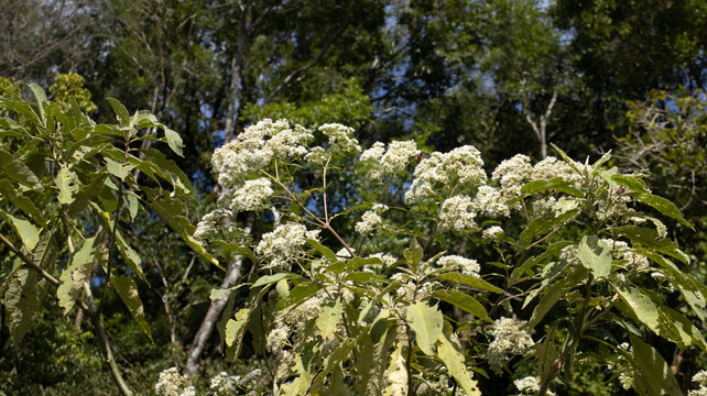 Imagem de planta com flores em meio &agrave; vegeta&ccedil;&atilde;o destacando natureza e riqueza ambiental