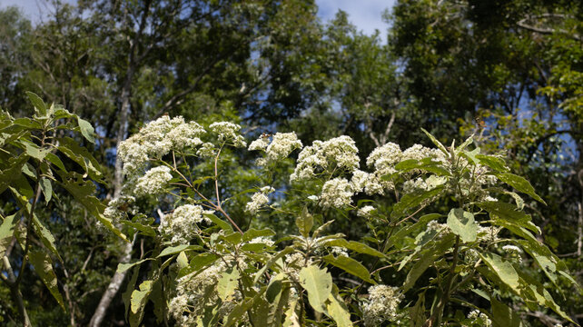 Imagem de planta com flores brancas em meio &agrave; vegeta&ccedil;&atilde;o destacando natureza, biodiversidade e ambiente natural com riqueza de detalhes