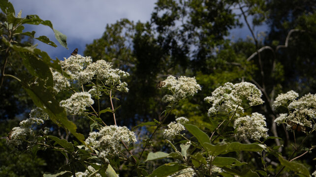 Planta com flores brancas em ambiente natural com vegeta&ccedil;&atilde;o ao redor destacando biodiversidade, flora e ecossistema em &aacute;rea verde