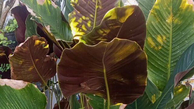 Large tropical leaves display vibrant green and deep maroon hues with yellow variegation.