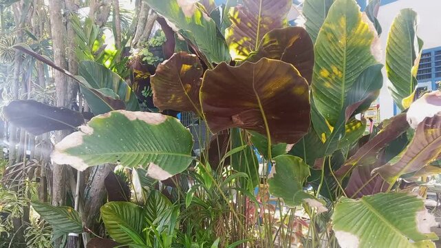 Lush tropical foliage with large patterned leaves in vibrant green and deep maroon hues.