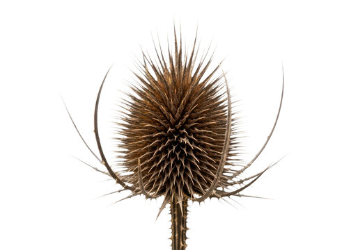 Dried teasel flower head isolated on transparent background closeup of a brown, spiky dipsacus fullonum seed head with sharp bracts, perfect for autumn decor