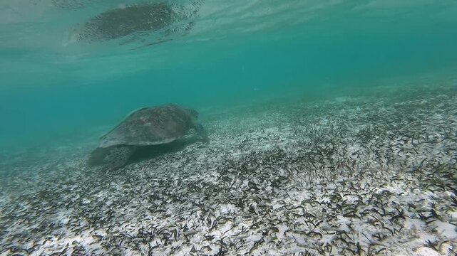 The green sea turtle (Chelonia mydas), also known as the green turtle, is a species of large sea turtle of the family Cheloniidae. It is the only species in the genus Chelonia, Indian Ocean, Maldives