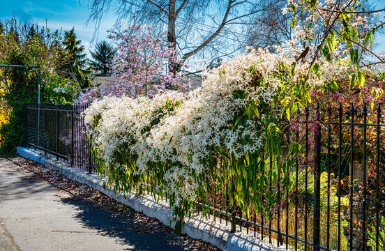 Spring Flowers On Fence 3