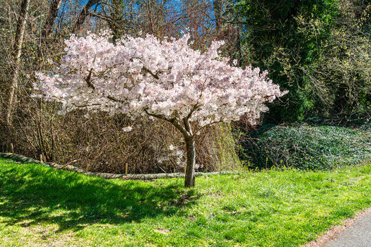 White Spring Blossoms 2
