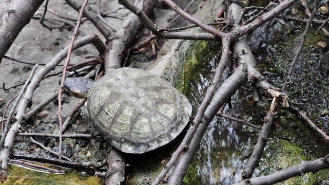 Turtle navigates through branches beside a flowing stream, highlighting its unique shell and the surrounding natural elements of the environment