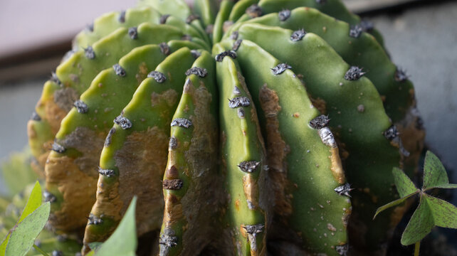 Imagem macro de cacto com espinhos evidenciando estrutura e adapta&ccedil;&atilde;o da planta em ambiente seco e &aacute;rido