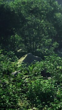 Sunlight filters through the vibrant leaves in a peaceful forest, illuminating rich green ferns and scattered stones. Nature thrives in this tranquil setting, inviting exploration and reflection.