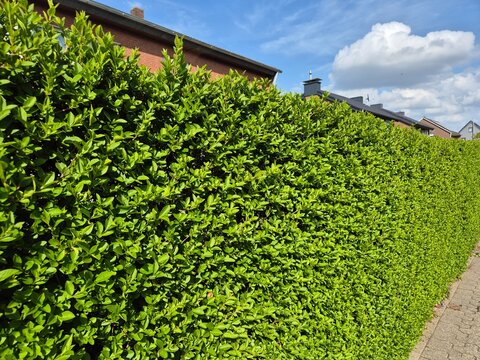 Ovalbl&auml;ttrige Liguster, Ligustrum ovalifolium, auch Wintergr&uuml;ner Liguster genannt