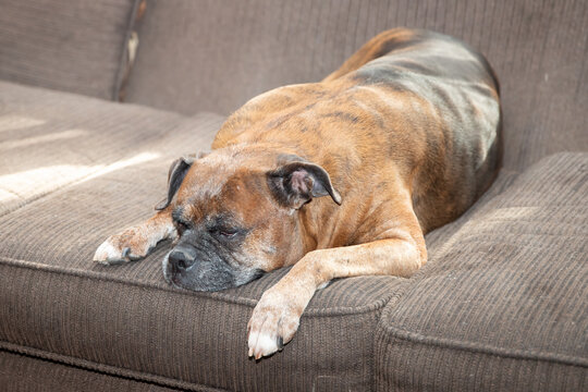 Old dog sleeping on couch senior pet resting indoor