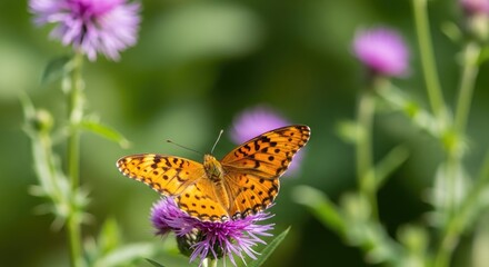 Fototapeta premium A vibrant small tortoiseshell butterfly rests on a purple thistle flower in a lush green meadow