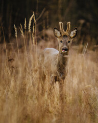 Obraz premium Close up portrait of a young roe deer with small antlers in dry autumn grass. Wild buck looking directly at the camera in the meadow. Wildlife photography.