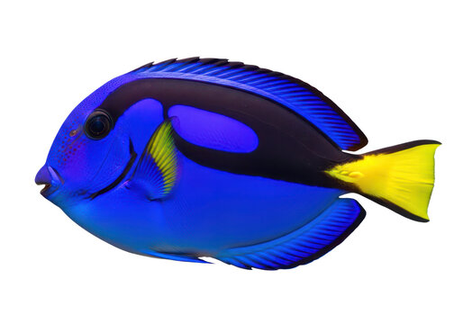 A vibrant regal blue tang fish with a bright yellow tail, isolated on transparent background