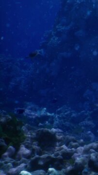 An underwater scene reveals colorful fish swimming gracefully among coral formations. Sunlight filters through the water, creating a tranquil atmosphere full of life and beauty in the ocean depths.