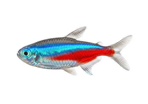 Neon tetra fish isolated on transparent background