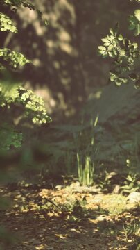 Sunlight filters gently through the leaves, creating patterns on the forest floor. The air is fresh and vibrant, filled with the sounds of nature awakening in a serene morning moment.