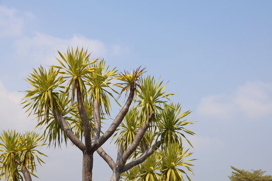 The strikingly tall trunk of dracaena loureiri against a bright blue sky. medium-sized perennial with long, pointed leaves, forming dense clumps at branch tips.  Single, lanceolate  with pointed tip
