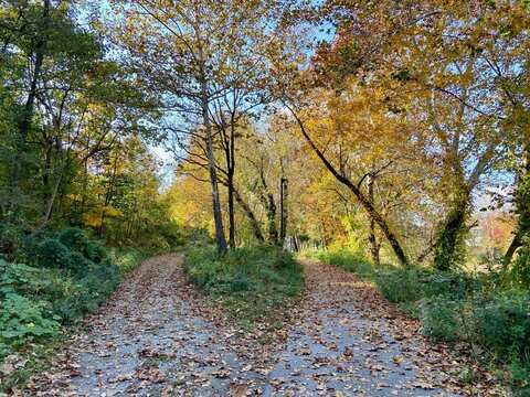 Two paved paths with fallen leaves on ground splitting from one in public park in the autumn in Bala Cynwyd, Pennsylvania, USA