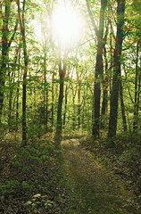 Fototapeta premium Vertical forest trail in soft morning light 