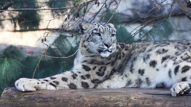 Snow leopard reclines on a log in its habitat, surrounded by greenery and branches, displaying its unique fur pattern and attentive demeanor