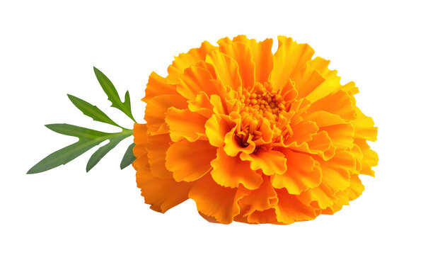 Bright orange flower with green leaves, set against a black background