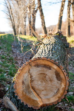 Close up shot of felled tree log lying on ground showing cross section growth rings and mossy bark for firewood preparation
