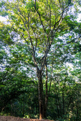 Fototapeta premium Tall tree in forest with green foliage natural environment