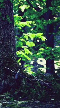 Bathed in soft sunlight, a majestic tree stands tall amidst lush greenery. Twisting branches weave through vibrant leaves, creating a serene ambiance. Nature thrives in this tranquil setting.