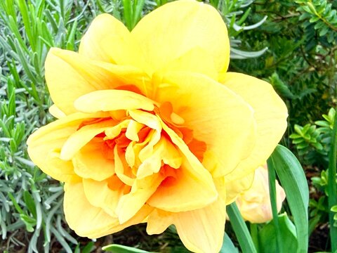 gros plan sur une fleur de jonquille un jour ensoleill&eacute; de printemps