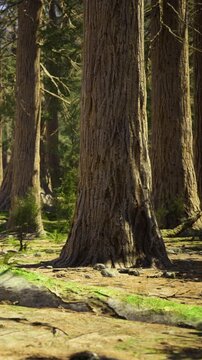 A majestic tree with textured bark dominates the scene in a lush forest. Sunlight filters through the leaves, creating a peaceful atmosphere surrounded by natures beauty.